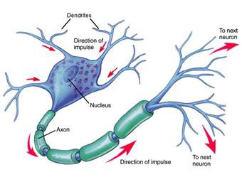 Neurone biologique